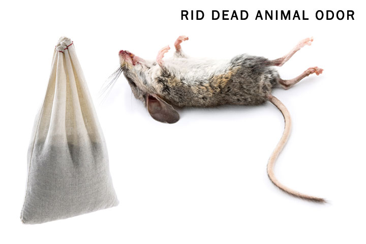 Rid-Dead-Animal-Odor